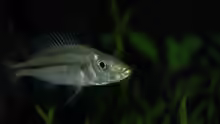 Dimidiochromis strigatus