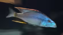 Dimidiochromis