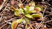 Dionaea muscipula