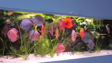 Diskusaquarium