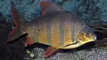 Distichodus sexfasciatus