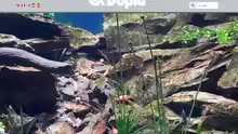 Dohse Aquaristik