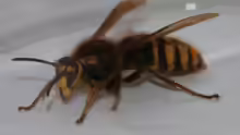 Dolichovespula media