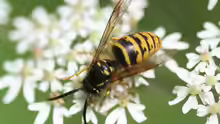 Dolichovespula saxonica
