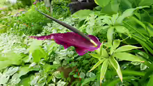Dracunculus vulgaris