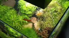 Fluval Edge