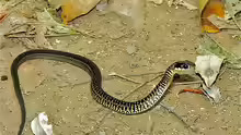 Drymobius margaritiferus