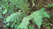 Dryopteris filix-mas