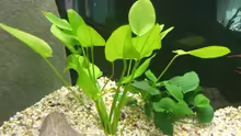 Echinidorus maculatus (schlueteri) und Anubias barteri var. nana