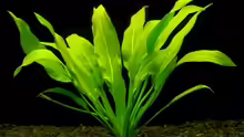 Echinodorus amazonicus