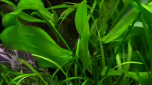 Echinodorus cordifolius