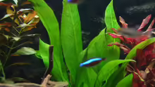 Echinodorus grisebachii