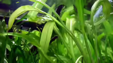 Helanthium tenellum