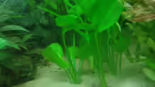 Echinodorus major