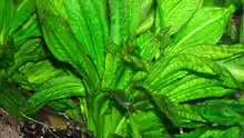 Echinodorus parviflorus - Tropica -