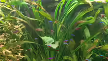 Echinodorus uruguayensis