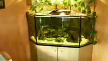 Eckaquarium Marke Eigenbau