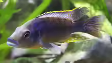 Eclectochromis
