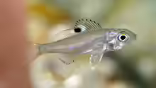 Ectodus descampsi