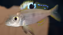 Ectodus descampsi