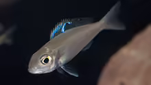 Ectodus descampsi