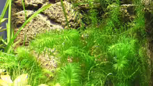 Egeria densa (Elodea densa) Dichtblättrige Wasserpest