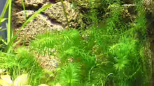 Egeria densa