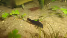 Ein Cory