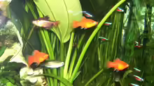 Ein Kongosalmler Weibchen, Platys, Blutsalmler