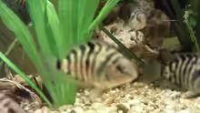 Ein paar meiner Zebrabarsch Jungfische ca.5-6 cm groß