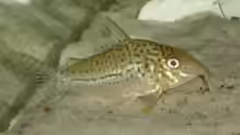 Ein Panzerwels - Größe ca. 4 cm (Corydoras leopardus)