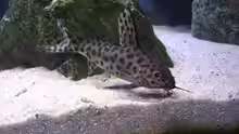 Ein Synodontis multipunctatus bei der Futtersuche