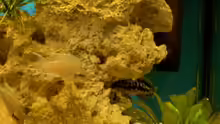 Eine Prinzessin vor der Höhle des Julidochromis marlieri