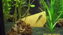 Einer der Otocinclus affinis