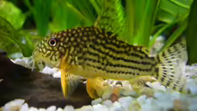 Einer von 10 Corydoras sterbai