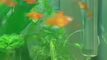 Einige Korallenplaty´s