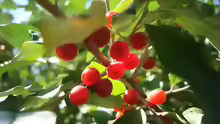 Elaeagnus umbellata