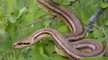 Elaphe quatuorlineata