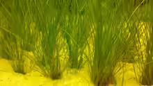 Eleocharis acicularis