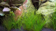 Eleocharis parvula, Cryptocoryne wendtii ´Tropica´ hinten links