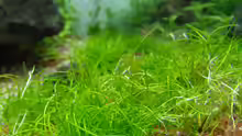 Eleocharis spec.Mini (Tag 1)