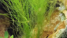 Eleocharis vivipara