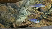 Xenotilapia melanogenys