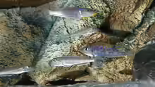 Xenotilapia melanogenys