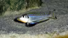 Xenotilapia melanogenys