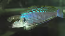 Xenotilapia melanogenys
