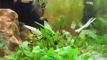 Endler Guppies