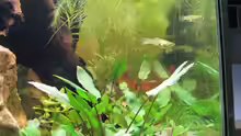 Endler Guppies