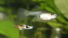 Endler-Guppy Pärchen
