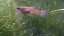 Endler Guppy